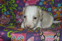 Pie AKC Male , a male Miniature Dachshund for sale in Sylvia, KS – Photo 3 of 5