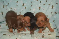 Chocolate/Tan Male , a male Miniature Dachshund for sale in Sylvia, KS – 5 of 6