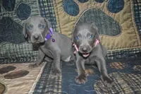 AKC Female Pink , a male Weimaraner for sale in Sylvia, KS – 5 of 5