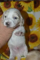Cream/Pie Male AKC/PRA Clear  , a male Miniature Dachshund for sale in Sylvia, KS – 3 of 6