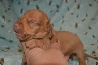 DAPPLE Female , a female Miniature Dachshund for sale in Sylvia, KS – 3 of 7