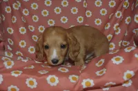 Red Male AKC/PRA Clear , a male Miniature Dachshund for sale in Sylvia, KS – 5 of 5