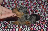 AKC/PRA Clear Female , a female Miniature Dachshund for sale in Sylvia, KS – Photo 4 of 7