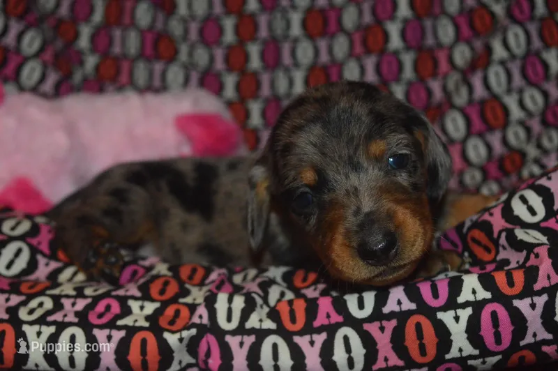 AKC/PRA Clear Female 