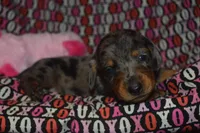AKC/PRA Clear Female , a female Miniature Dachshund for sale in Sylvia, KS – Photo 1 of 7