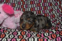 AKC/PRA Clear Female , a female Miniature Dachshund for sale in Sylvia, KS – Photo 2 of 7