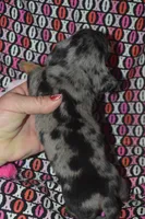 AKC/PRA Clear Female , a female Miniature Dachshund for sale in Sylvia, KS – Photo 7 of 7