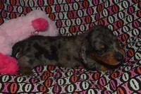 AKC/PRA Clear Female , a female Miniature Dachshund for sale in Sylvia, KS – Photo 5 of 7