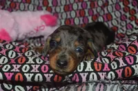 AKC/PRA Clear Female , a female Miniature Dachshund for sale in Sylvia, KS – Photo 3 of 7
