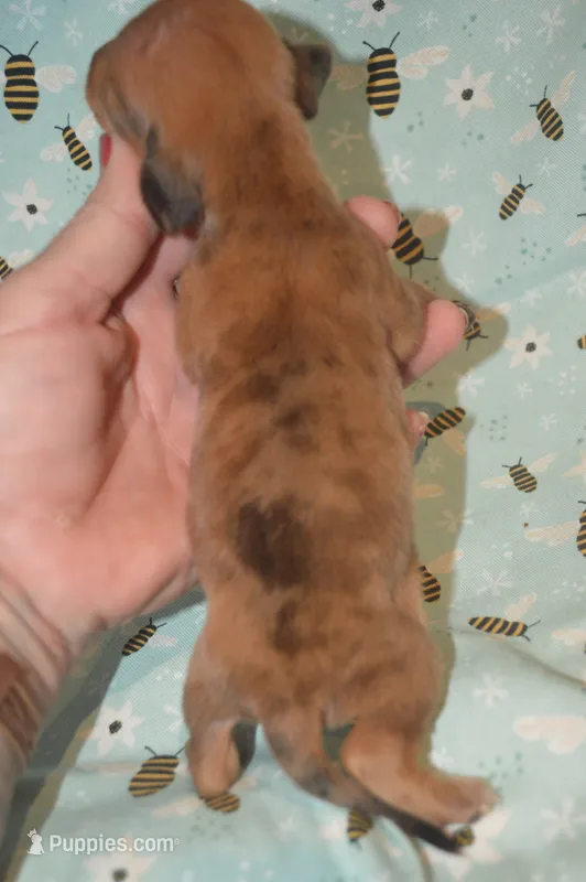 DAPPLE Male  – Miniature Dachshund puppy for sale in Sylvia, KS