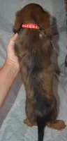 DAPPLE Male AKC/PRA Clear , a male Miniature Dachshund for sale in Sylvia, KS – 5 of 5