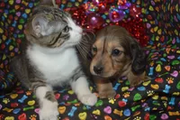 processed/cd879359-c954-41b2-87a7-7854c3187ec3/listing/0ef81a47-7fe8-4b68-99cf-16f679d85244/a25da066-cd91-4acb-9f97-053032375b00