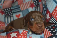 Chocolate Tan AKC/PRA Clear , a male Miniature Dachshund for sale in Sylvia, KS – 4 of 8