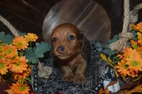 DAPPLE Male , a male Miniature Dachshund for sale in Sylvia, KS – 2 of 10