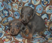MOH Blue Male , a male Weimaraner for sale in Sylvia, KS – 6 of 7