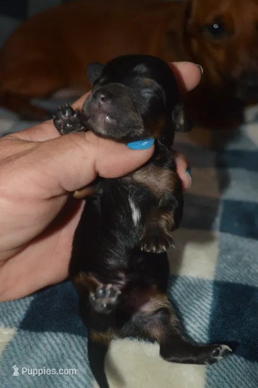 BK/Tan Female  – Miniature Dachshund puppy for sale in Sylvia, KS