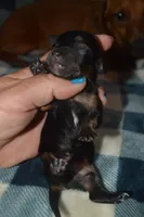 BK/Tan Female , a female Miniature Dachshund for sale in Sylvia, KS – 1 of 4