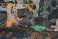 Blue Male , a male Weimaraner for sale in Sylvia, KS – Photo 3 of 4