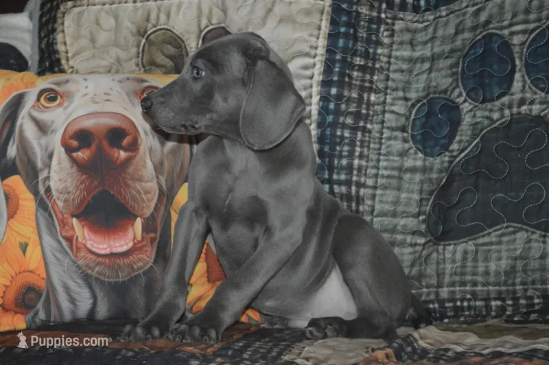 Blue Male  – Weimaraner puppy for sale in Sylvia, KS