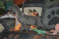 Blue Male , a male Weimaraner for sale in Sylvia, KS – Photo 4 of 4