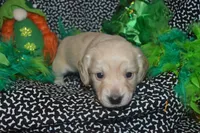 Cream Female , a female Miniature Dachshund for sale in Sylvia, KS – Photo 2 of 4