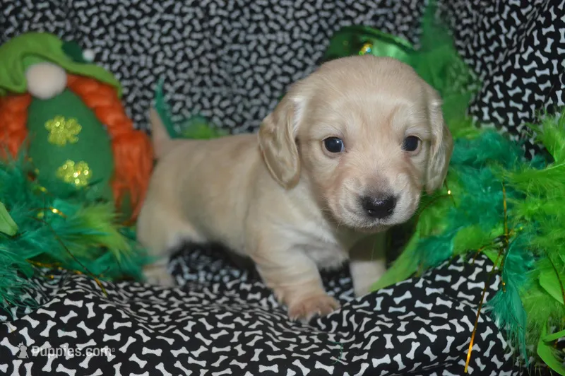 Cream Female  – Miniature Dachshund puppy for sale in Sylvia, KS