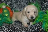 Cream Female , a female Miniature Dachshund for sale in Sylvia, KS – Photo 1 of 4