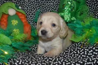 Cream Female , a female Miniature Dachshund for sale in Sylvia, KS – Photo 3 of 4