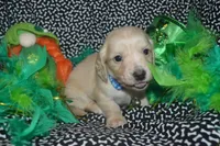 Cream Male , a female Miniature Dachshund for sale in Sylvia, KS – Photo 2 of 4