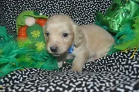 Cream Male , a female Miniature Dachshund for sale in Sylvia, KS – Photo 3 of 4