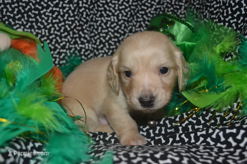 Cream Male  – Miniature Dachshund puppy for sale in Sylvia, KS