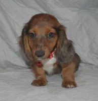 DAPPLE Male AKC/PRA Clear , a male Miniature Dachshund for sale in Sylvia, KS – 2 of 5
