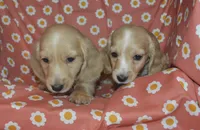 Cream AKC/PRA Clear Male , a male Miniature Dachshund for sale in Sylvia, KS – 4 of 4