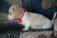 Conner AKC/PRA Clear , a male Miniature Dachshund for sale in Sylvia, KS – 3 of 5