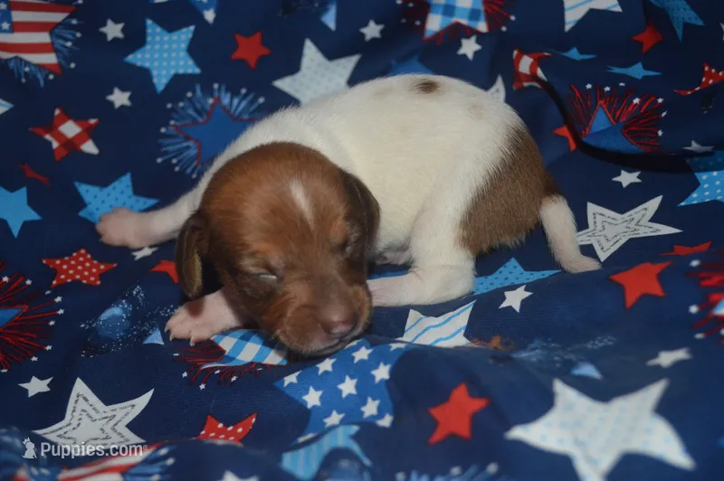 Pie Female  – Miniature Dachshund puppy for sale in Sylvia, KS