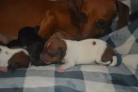 Pie Female , a female Miniature Dachshund for sale in Sylvia, KS – 6 of 7