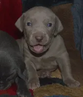 processed/cd879359-c954-41b2-87a7-7854c3187ec3/listing/1ab049d7-8773-426e-83d8-ef969b5b0932/72ede071-aa8d-488e-ad4b-5cf004a4f6bf