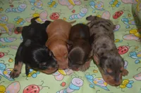 Black and Tan Female , a male Miniature Dachshund for sale in Sylvia, KS – 3 of 4