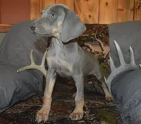 MOH Blue Male , a male Weimaraner for sale in Sylvia, KS – 3 of 9