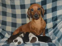 BK/Tan Female , a female Miniature Dachshund for sale in Sylvia, KS – 4 of 4