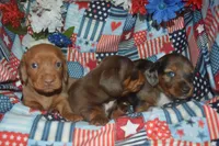 Dapple Female PRA Clear, a female Miniature Dachshund for sale in Sylvia, KS – 7 of 8
