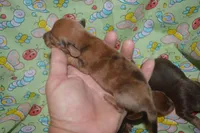 DAPPLE Male , a male Miniature Dachshund for sale in Sylvia, KS – 3 of 7