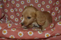Red Male AKC/PRA Clear , a male Miniature Dachshund for sale in Sylvia, KS – 3 of 5