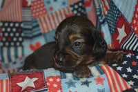 LH Male AKC/PRA Clear , a male Miniature Dachshund for sale in Sylvia, KS – 4 of 7