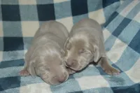 Silver Female AKC , a female Weimaraner for sale in Sylvia, KS – 5 of 6