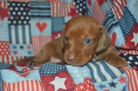 Dapple Female PRA Clear, a female Miniature Dachshund for sale in Sylvia, KS – 1 of 8
