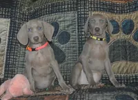 Pink Collar , a female Weimaraner for sale in Sylvia, KS – Photo 2 of 3