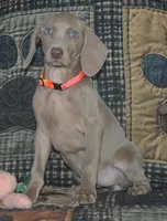 Pink Collar , a female Weimaraner for sale in Sylvia, KS – Photo 1 of 3