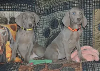Pink Collar , a female Weimaraner for sale in Sylvia, KS – Photo 3 of 3