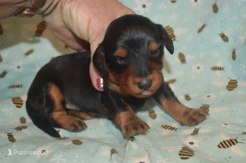 Black and Tan Male  – Miniature Dachshund puppy for sale in Sylvia, KS